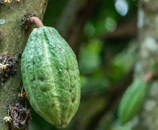 Cocoa fields on acres of land, and a close-up view of cocoa fruits ready to be harvested.