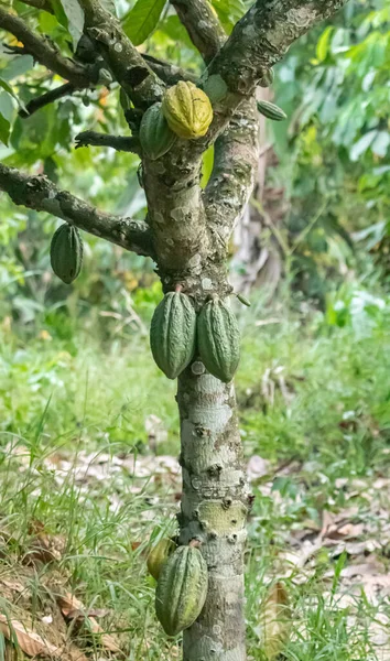 Cocoa fields on acres of land, and a close-up view of cocoa fruits ready to be harvested.
