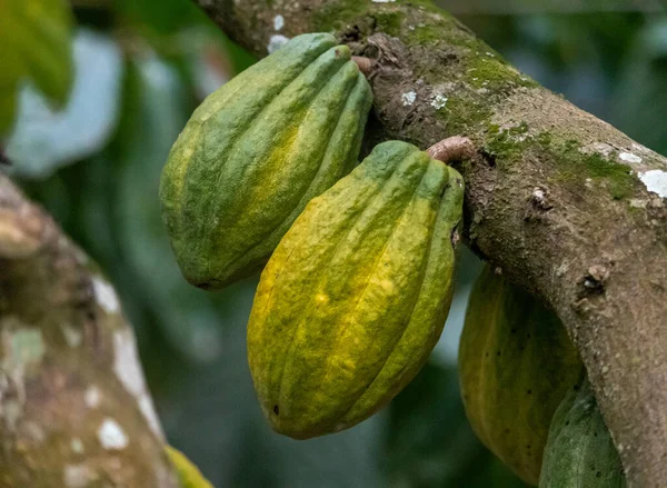 Cocoa fields on acres of land, and a close-up view of cocoa fruits ready to be harvested.