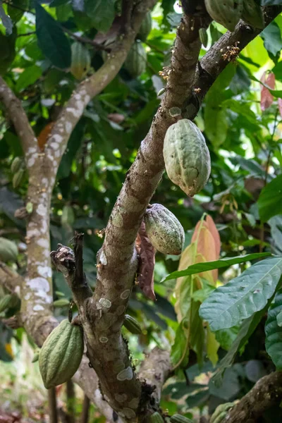 Cocoa fields on acres of land, and a close-up view of cocoa fruits ready to be harvested.