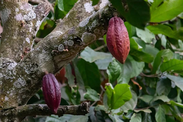 Cocoa fields on acres of land, and a close-up view of cocoa fruits ready to be harvested.