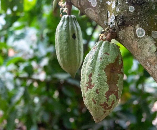 Cocoa fields on acres of land, and a close-up view of cocoa fruits ready to be harvested.