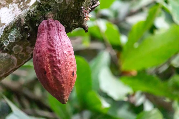 Cocoa Fields Acres Land Close View Cocoa Fruits Ready Harvested — Foto de Stock