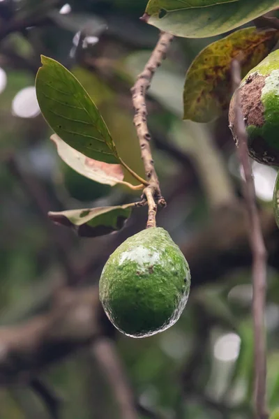 ripe avocado fruit on the tree and ready to pick