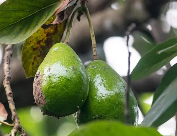 ripe avocado fruit on the tree and ready to pick