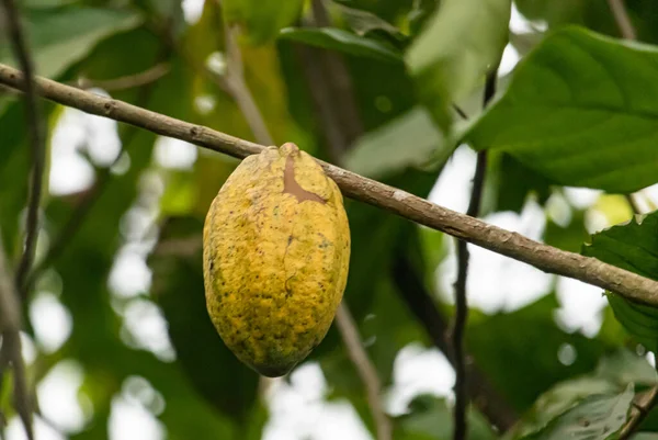 Cocoa fields on acres of land, and a close-up view of cocoa fruits ready to be harvested.