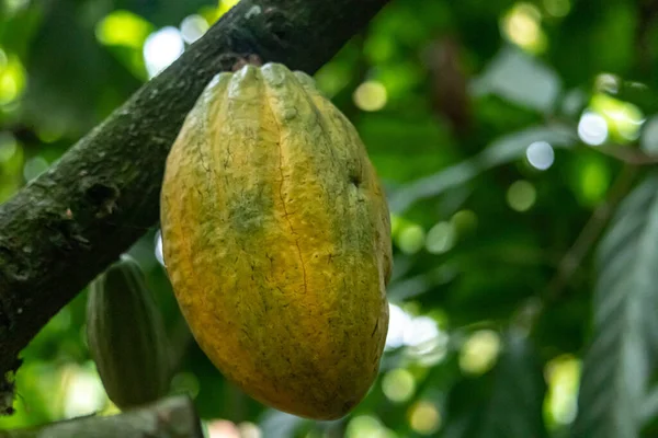 Cocoa fields on acres of land, and a close-up view of cocoa fruits ready to be harvested.
