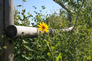 Pretty spring scene with old fence line and wild sunflowers and vegetation growing all around