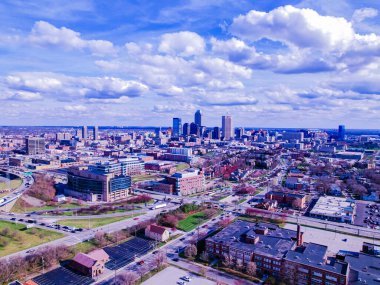 Altın rengi bir kel kartal Ağaç manzarası ile ağaç kabuğu arasına yerleşmiş.