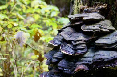 Sekoya Ormanı 'ndaki bir ağacın kenarında büyük, zarif bir mantar yetişiyor..