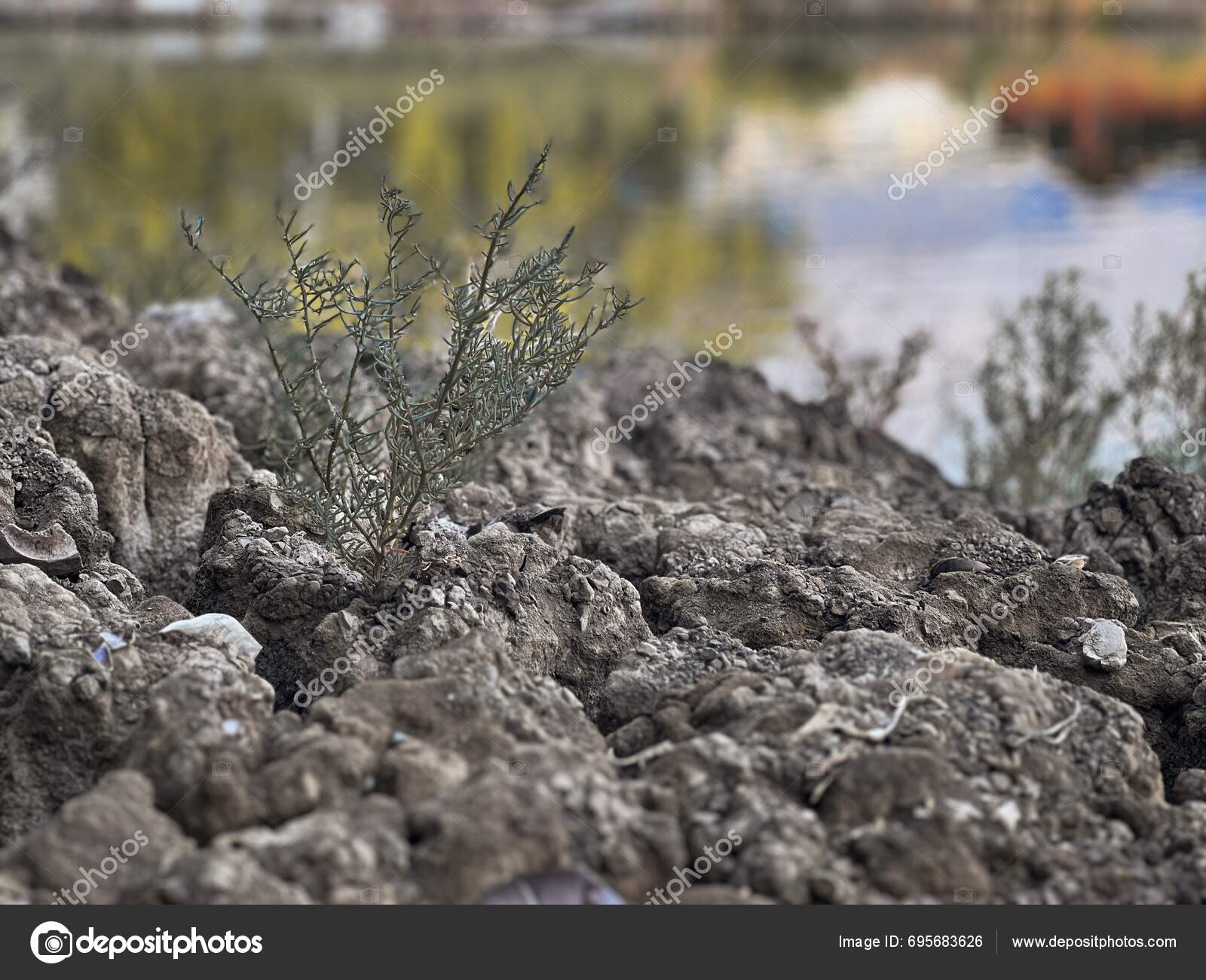 Witness Remarkable Resilience Nature New Tree Emerges Barren Earth Dry