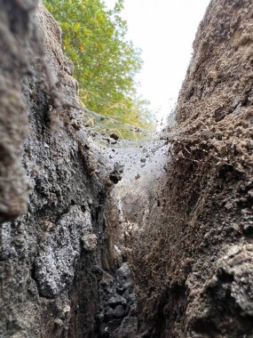 Kuru toprak ve taşlardan oluşan engebeli arazinin ortasındaki karmaşık örümcek ağı vasıtasıyla mangrov ormanının büyüleyici dünyasını keşfedin. Bu büyüleyici görüntü doğanın eşsiz ekosistemlerdeki güzelliğini ve dayanıklılığını çağrıştırıyor. Fikir.
