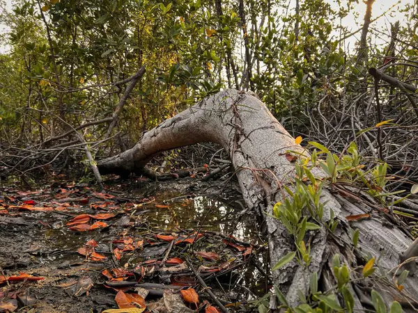 Green mangrove forest with dead tree and dead leaves. Mangrove trees capture CO2. Net zero emissions. Natural carbon sinks. Mangroves absorb carbon dioxide emissions. Coastal.