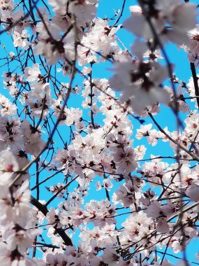 İlkbaharda beyaz şeftali çiçeği