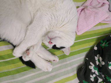 Tatlı kedi yatakta uyuyor.