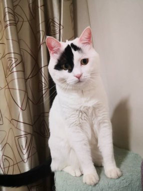 Güzel beyaz kedi kafeste oturuyor.