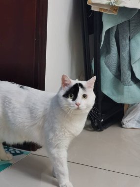 Beyaz fincanlı kedi.