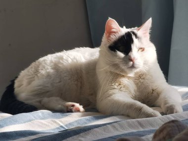 Sevimli kedi kanepede yatıyor.