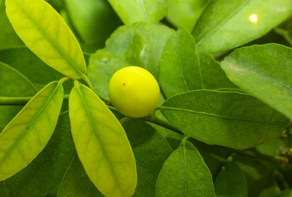 Ripe Lemons hanging on a lemon tree. Growing Lemon, fresh yellow ripe lemons on lemon tree branches in an Italian garden