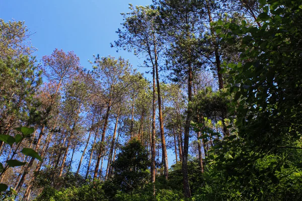 松林と青空の熱帯雨林 — ストック写真