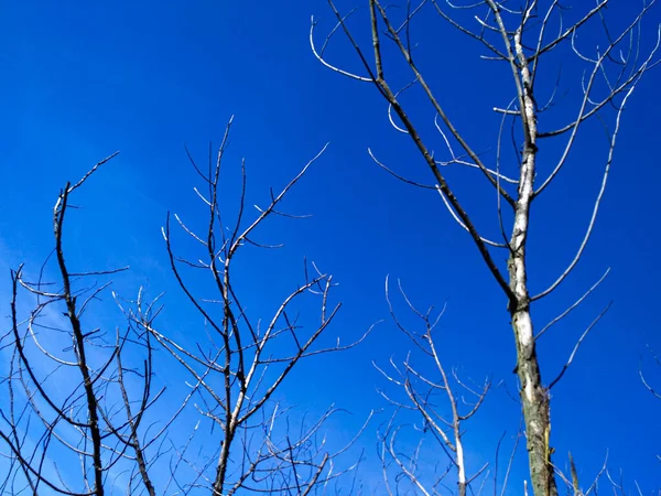 stock image Dry Tree Twigs Against Blue Sky Background