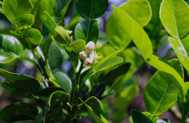 Bahçede yeşil organik kireç çiçeği