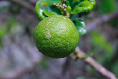 Ağaçta asılı yeşil organik limonlu narenciye.