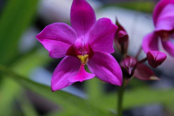 Bellissimo Fiore Viola Del Orchid Incantevole — Foto Stock