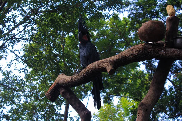 Czarna Papuga Relaks Siedzi Lesie Zoo — Zdjęcie stockowe