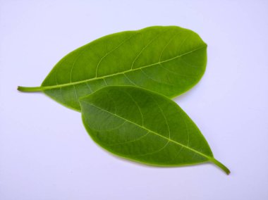 Taze Yeşil Meyve Yaprakları Beyaz Arkaplanda