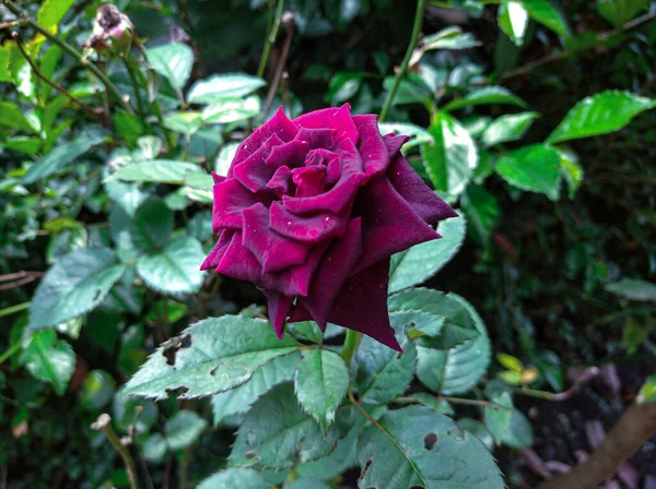 Schöne Rote Rose Mit Einer Scharfen Farbe — Stockfoto