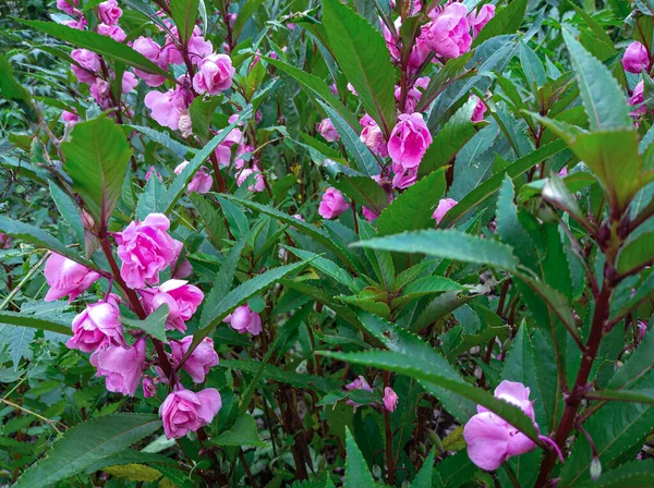 Bellissimi Fiori Rosa Stanno Fiorendo Giardino — Foto Stock