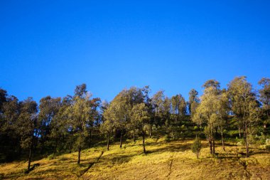 Dağın eteğindeki ağaçların arkasında mavi bir gökyüzü var.