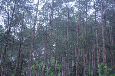 Tropikal ormandaki yaşlı çam ağacı