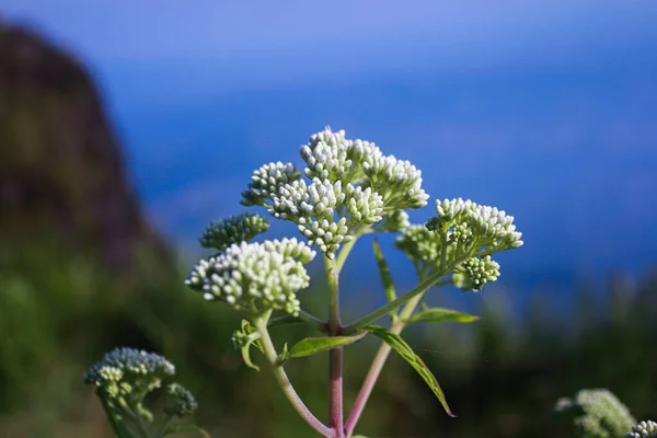Schöne Blumen Die Auf Dem Berg Wachsen — Stockfoto