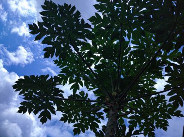 Papaya ağacı mavi gökyüzü arkaplanına karşı