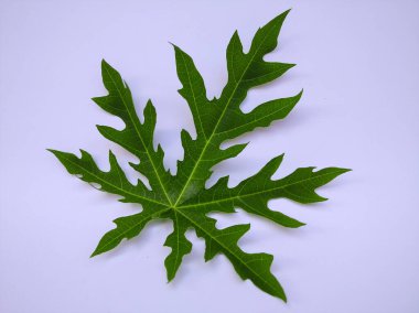 Beyaz arkaplanda Papaya yaprağı izole