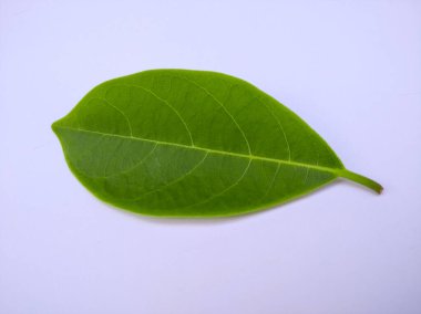 Açık yeşil Jackfruit yaprağı Beyaz üzerine izole