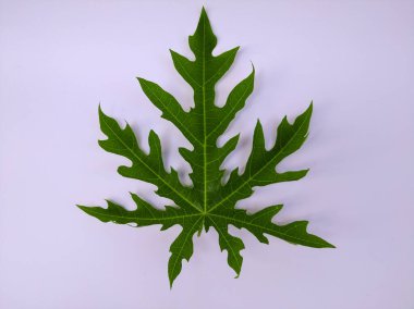 Papaya yaprakları beyaz arkaplanda