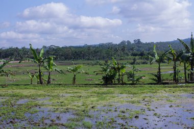 Pirinç tarlasında muz ağacı