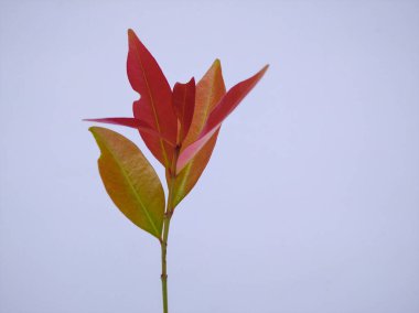 Yakın plan Kırmızı tomurcuk beyaz arkaplanda bırakır