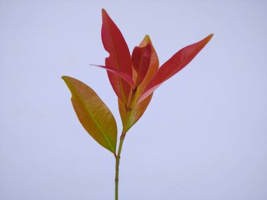 Kırmızı tomurcuk beyaz arkaplanda bırakır