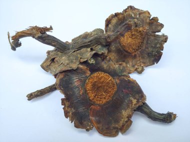 Kurutulmuş hindistan cevizi yaprakları beyaz arkaplanda izole edilmiş.