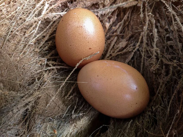 Chicken Eggs in hatching for incubation
