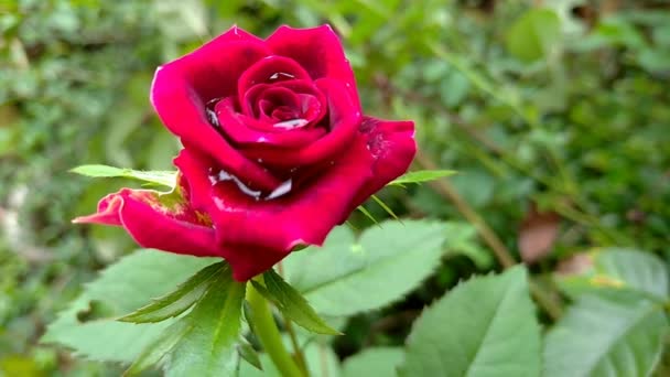Rote Rosen Als Geschenk Für Einen Liebhaber Valentinstag — Stockvideo