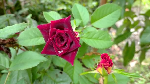 Rote Rosen Auf Einem Busch Einem Garten — Stockvideo