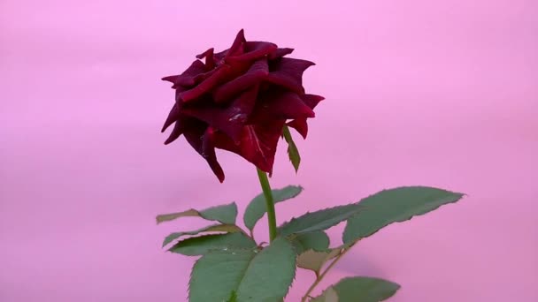 Rote Rosen Blumen Romantische Valentines Geschenkkonzept — Stockvideo