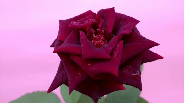Rote Rosen Valentinstagsgeschenk Geliebter Liebhaber — Stockvideo
