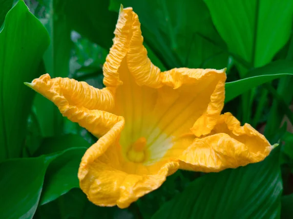 Beautiful Blooming Yellow Pumpkin Flowers — Stock Photo, Image