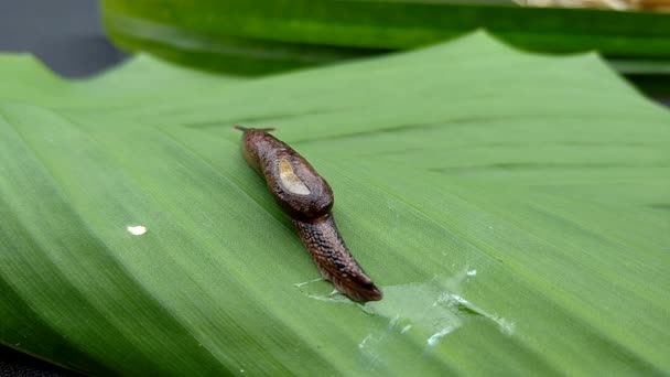 Small Land Snail Walking Green Leaf — Stock Video